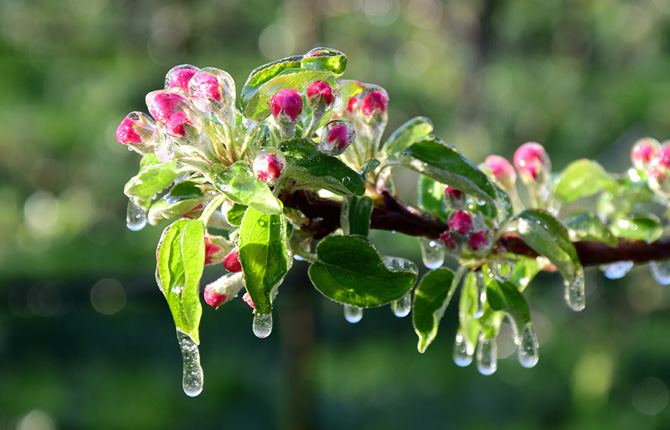 Skydda dina växter från frost